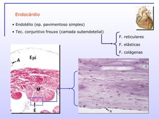 Endocárdio Endotélio (ep. pavimentoso simples) Tec. conjuntivo frouxo (camada subendotelial) F. reticulares  F. elásticas  F. colágenas 
