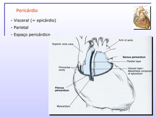 - Visceral (= epicárdio) Parietal Espaço pericárdico Pericárdio 