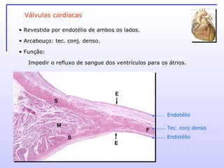 Válvulas cardíacas Revestida por endotélio de ambos os lados. Arcabouço: tec. conj. denso. Função:  Impedir o refluxo de sangue dos ventrículos para os átrios. Endotélio Tec. conj denso Endotélio 