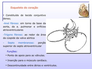 Esqueleto do coração Constituído de tecido conjuntivo denso; Anel fibroso:  em torno da base da aorta, da a. pulmonar e orifícios atrioventriculares Trígono fibroso:  ao redor da área da cúspide da valva aórtica Septo membranoso:  porção superior do septo atrioventricular Ponto de apoio para as válvulas. Inserção para o músculo cardíaco. Descontinuidade entre átrios e ventrículos. Funções:   