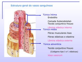 Estrutura geral do vasos sanguíneos Endotélio Camada Subendotelial-Tecido conjuntivo frouxo  Lâmina elástica interna Fibras musculares lisas Fibras elásticas e elastina Lâmina elástica externa Tecido conjuntivo frouxo (Colágeno tipo I e f. elásticas) Vasa vasorum Túnica média Túnica adventícia Túnica íntima 