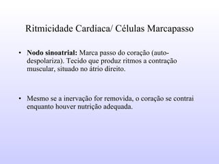 Ritmicidade Cardíaca/ Células Marcapasso Nodo sinoatrial:  Marca passo do coração (auto-despolariza). Tecido que produz ritmos a contração muscular, situado no átrio direito.  Mesmo se a inervação for removida, o coração se contrai enquanto houver nutrição adequada. 