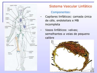 Capilares linfáticos: camada única de céls. endoteliais e MB incompleta Vasos linfáticos: valvas; semelhantes a veias de pequeno calibre Componentes: Sistema Vascular Linfático 