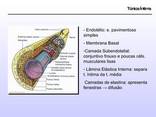 Túnica Íntima - Endotélio: e. pavimentoso simples - Membrana Basal Camada Subendotelial: conjuntivo frouxo e poucas céls. musculares lisas Lâmina Elástica Interna: separa t. íntima da t. média Camadas de elastina: apresenta fenestras  -> difusão 