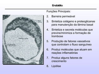 Endotélio  Funções Principais: Barreira permeável Sintetiza colágeno e proteoglicanas para manutenção da lâmina basal Sintetiza e secreta moléculas que previne/minimiza a formação de trombose Produção de fatores vasoativos que controlam o fluxo sanguíneo Produz moléculas que atuam em reações inflamatórias Produz alguns fatores de crescimento Lipólise 