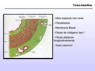 Túnica Adventícia - Mais espessa nas veias - Fibroblastos - Membrana Basal Fibras de colágeno tipo I Fibras elásticas longitudinalmente Vasa vasorum 