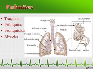 • Traqueia
• Brônquios
• Bronquíolos
• Alvéolos
 