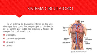 SISTEMA CIRCULATORIO
Es un sistema de transporte interno en los seres
vivos que tiene como función principal la distribución
de la sangre por todos los órganos y tejidos del
cuerpo. Está conformado por:
 El corazón.
 Los vasos sanguíneos.
 La sangre.
 La linfa
Aparato circulatorio humano
 