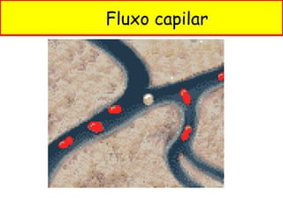 Fluxo capilar
 