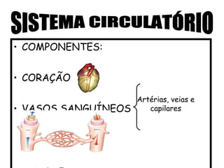 • COMPONENTES:


• CORAÇÃO

                     Artérias, veias e
• VASOS SANGUÍNEOS      capilares
 
