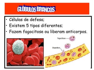 • Células de defesa;
• Existem 5 tipos diferentes;
• Fazem fagocitose ou liberam anticorpos.
 