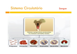 Sistema Circulatório Sangue
 
