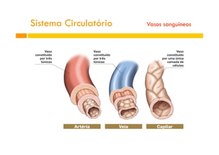 Sistema Circulatório Vasos sanguíneos
 