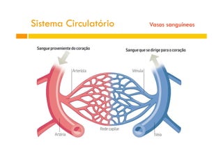 Sistema Circulatório Vasos sanguíneos
 