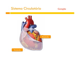 Pericárdio
Miocárdio
Sistema Circulatório Coração
 