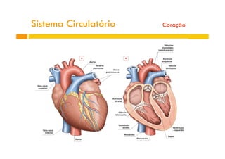 Sistema Circulatório Coração
 