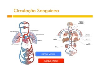 Sangue Venoso
Circulação Sanguínea
 