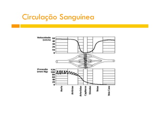 Circulação Sanguínea
 