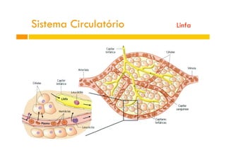 Sistema Circulatório Linfa
 