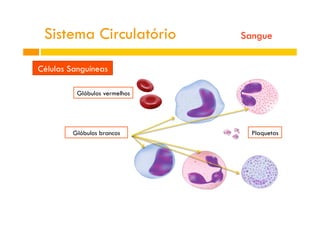 Sistema Circulatório Sangue
Glóbulos vermelhos
Glóbulos brancos Plaquetas
Células Sanguíneas
 
