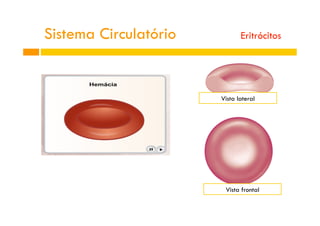 Vista lateral
Vista frontal
Sistema Circulatório Eritrócitos
 