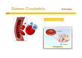 Transporte de Oxigénio
Sistema Circulatório Eritrócitos
 