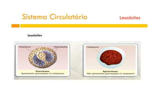 Leucócitos
Sistema Circulatório Leucócitos
 