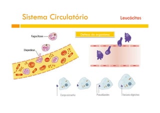 Defesa do organismo
Sistema Circulatório Leucócitos
 
