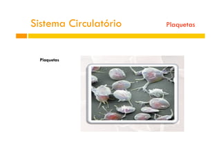 Plaquetas
Sistema Circulatório Plaquetas
 