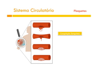 Coagulação Sanguínea
Sistema Circulatório Plaquetas
 