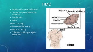 TIMO
• Maduración de los linfocitos T
• Se ubica superior detrás del
esternón.
• Involuciona
• Peso:
Niño: 12 a 15 g
Adolecentes: 30 a 40 g
Adultos: 10 a 15 g
• 2 lóbulos unidos por tejido
conectivo
 