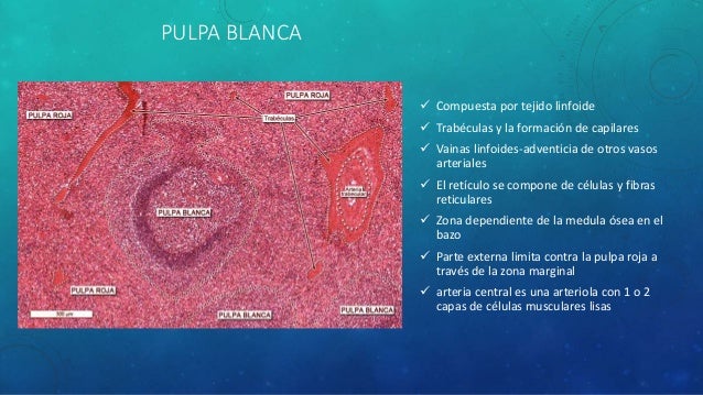 Pulpa Blanca