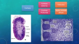 Corteza
Corteza
externa
Folículos
Corteza
Profunda
Tejido linfoide
difuso
 