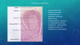 FOLÍCULO LINFÁTICO
Características de
folículos primarios
compuestos por
pequeños linfocitos
densamente
empaquetados- relación a
un reticulado de células
dendríticas –estimulación
antigénica crece y se
transforma en secundario
 