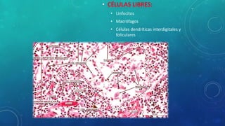 • Linfocitos
• Macrófagos
• Células dendríticas interdigitales y
foliculares
 