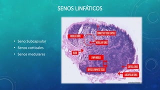 • Seno Subcapsular
• Senos corticales
• Senos medulares
 