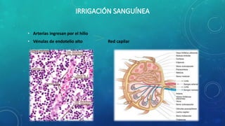 • Arterias ingresan por el hilio
• Vénulas de endotelio alto Red capilar
 