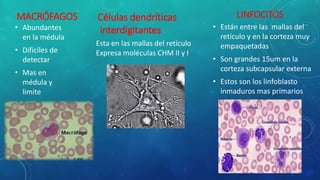MACRÓFAGOS
• Abundantes
en la médula
• Difíciles de
detectar
• Mas en
médula y
limite
Células dendríticas
interdigitantes
Esta en las mallas del retículo
Expresa moléculas CHM II y I
LINFOCITOS
• Están entre las mallas del
retículo y en la corteza muy
empaquetadas
• Son grandes 15um en la
corteza subcapsular externa
• Estos son los linfoblasto
inmaduros mas primarios
 