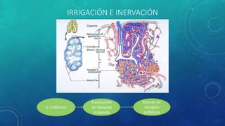 IRRIGACIÓN E INERVACIÓN
V. Linfáticos
Transcurren
de Tabiques
a capsula
Drenan en
Ganglios
Linfáticos
 