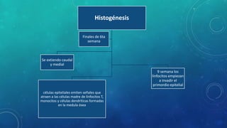 Histogénesis
Se extiendo caudal
y medial
células epiteliales emiten señales que
atraen a las células madre de linfocitos T,
monocitos y células dendríticas formadas
en la medula ósea
9 semana los
linfocitos empiezan
a invadir el
primordio epitelial
Finales de 6ta
semana
 