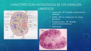CARACTERÍSTICAS HISTOLÓGICAS DE LOS GANGLIOS
LINFÁTICOS
 