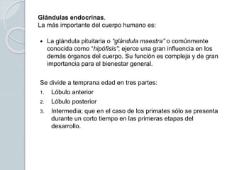 Glándulas endocrinas.
La más importante del cuerpo humano es:
 La glándula pituitaria o “glándula maestra” o comúnmente
conocida como “hipófisis”; ejerce una gran influencia en los
demás órganos del cuerpo. Su función es compleja y de gran
importancia para el bienestar general.
Se divide a temprana edad en tres partes:
1. Lóbulo anterior
2. Lóbulo posterior
3. Intermedia; que en el caso de los primates sólo se presenta
durante un corto tiempo en las primeras etapas del
desarrollo.
 