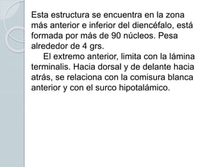 Esta estructura se encuentra en la zona
más anterior e inferior del diencéfalo, está
formada por más de 90 núcleos. Pesa
alrededor de 4 grs.
El extremo anterior, limita con la lámina
terminalis. Hacia dorsal y de delante hacia
atrás, se relaciona con la comisura blanca
anterior y con el surco hipotalámico.
 