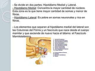 - Se divide en dos partes: Hipotálamo Medial y Lateral.
- Hipotálamo Medial: Concentra la mayor cantidad de núcleos.
Esta zona es la que tiene mayor cantidad de somas y menor de
fibras.
- Hipotálamo Lateral: Es pobre en somas neuronales y rico en
fibras.
- Los elementos que separan al hipotálamo medial del lateral son
las Columnas del Fórnix y un fascículo que nace desde el cuerpo
mamilar y que asciende de nuevo hacia el tálamo: el Fascículo
Mamilotalámico.
 