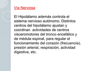 Vía Nerviosa
El Hipotálamo además controla el
sistema nervioso autónomo. Distintos
centros del hipotálamo ajustan y
coordinan actividades de centros
visceromotores del tronco encefálico y
de médula espinal, para regular el
funcionamiento del corazón (frecuencia),
presión arterial, respiración, actividad
digestiva, etc.
 
