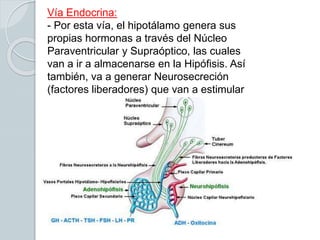 Vía Endocrina:
- Por esta vía, el hipotálamo genera sus
propias hormonas a través del Núcleo
Paraventricular y Supraóptico, las cuales
van a ir a almacenarse en la Hipófisis. Así
también, va a generar Neurosecreción
(factores liberadores) que van a estimular
la Neurohipófisis.
 