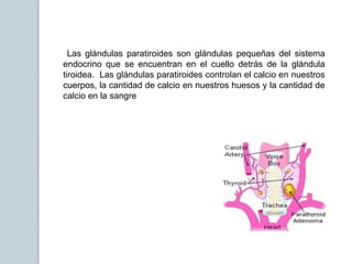 Las glándulas paratiroides son glándulas pequeñas del sistema
endocrino que se encuentran en el cuello detrás de la glándula
tiroidea. Las glándulas paratiroides controlan el calcio en nuestros
cuerpos, la cantidad de calcio en nuestros huesos y la cantidad de
calcio en la sangre
 
