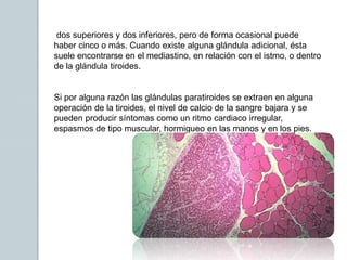 dos superiores y dos inferiores, pero de forma ocasional puede
haber cinco o más. Cuando existe alguna glándula adicional, ésta
suele encontrarse en el mediastino, en relación con el istmo, o dentro
de la glándula tiroides.
Si por alguna razón las glándulas paratiroides se extraen en alguna
operación de la tiroides, el nivel de calcio de la sangre bajara y se
pueden producir síntomas como un ritmo cardiaco irregular,
espasmos de tipo muscular, hormigueo en las manos y en los pies.
 