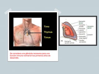Se considera una glándula necesaria para una
función inmune normal en los primeros años de
desarrollo.
 