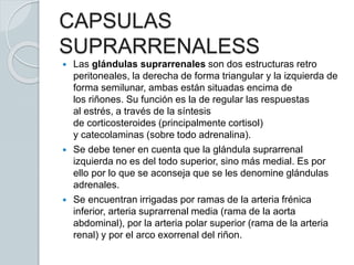 CAPSULAS
SUPRARRENALESS
 Las glándulas suprarrenales son dos estructuras retro
peritoneales, la derecha de forma triangular y la izquierda de
forma semilunar, ambas están situadas encima de
los riñones. Su función es la de regular las respuestas
al estrés, a través de la síntesis
de corticosteroides (principalmente cortisol)
y catecolaminas (sobre todo adrenalina).
 Se debe tener en cuenta que la glándula suprarrenal
izquierda no es del todo superior, sino más medial. Es por
ello por lo que se aconseja que se les denomine glándulas
adrenales.
 Se encuentran irrigadas por ramas de la arteria frénica
inferior, arteria suprarrenal media (rama de la aorta
abdominal), por la arteria polar superior (rama de la arteria
renal) y por el arco exorrenal del riñon.
 